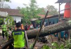 Puting Beliung Terjang Tengaran: Pohon Raksasa Timpa Rumah Warga dan Mushola, Kapolres Imbau Waspada Cuaca Ekstrem