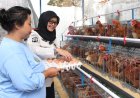 WBP LPP Semarang Kelola Ayam Petelur Untuk Ketahanan Pangan